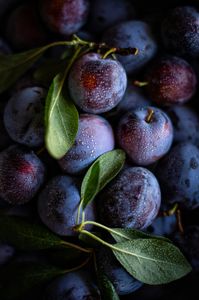 Dewy Purple Plums — 300-piece jigsaw puzzle