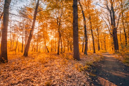 Golden Autumn Forest — 150-piece jigsaw puzzle