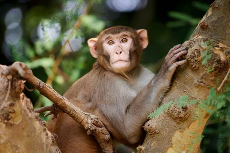 Pensive Monkey Moment — 300-piece jigsaw puzzle
