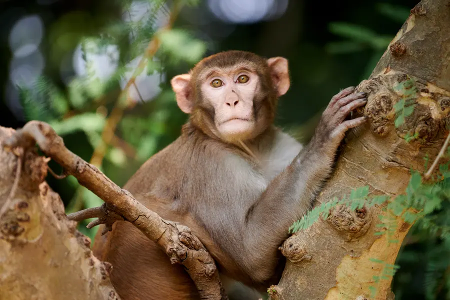 Pensive Monkey Moment — 300-piece jigsaw puzzle