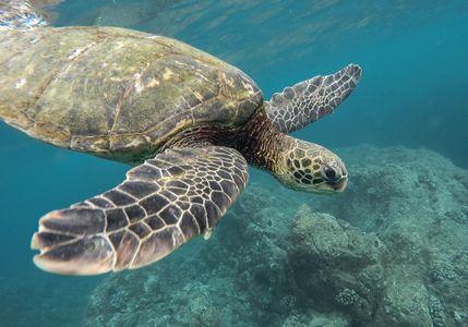 Graceful Sea Turtle — 500-piece jigsaw puzzle