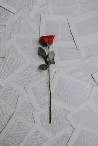 Rose on Pages — 300-piece jigsaw puzzle