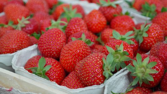 Fresh Strawberry Harvest — 300-piece jigsaw puzzle