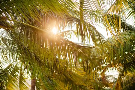 Sunlight Through Palms — 200-piece jigsaw puzzle