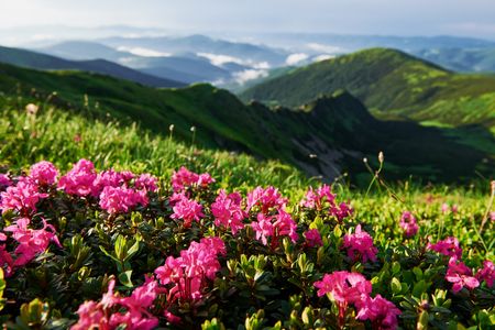 Alpine Blossom Panorama — 200-piece jigsaw puzzle
