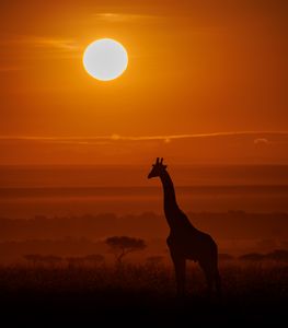Giraffe at Sunset — 200-piece jigsaw puzzle