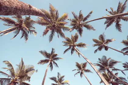 Palm Tree Paradise — 100-piece jigsaw puzzle