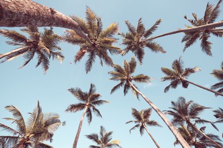 Palm Tree Paradise — 100-piece jigsaw puzzle
