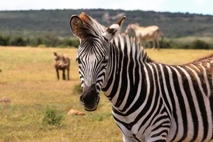 Zebra in Grassland — 150-piece jigsaw puzzle