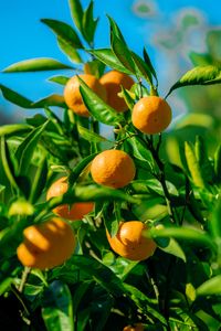 Lush Orange Grove — 64-piece jigsaw puzzle
