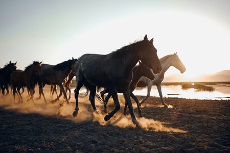 Wild Horses at Sunset — 200-piece jigsaw puzzle