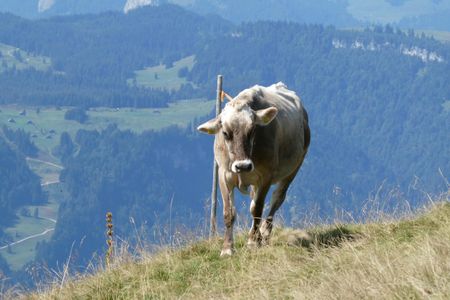 Mountain Pasture Cow — 150-piece jigsaw puzzle