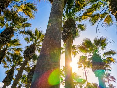 Sunlight Through Palms — 150-piece jigsaw puzzle
