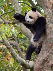 Panda in a Tree — 150-piece jigsaw puzzle