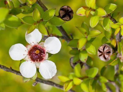 Delicate Blossom — 300-piece jigsaw puzzle