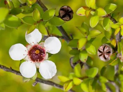 Delicate Blossom — 300-piece jigsaw puzzle