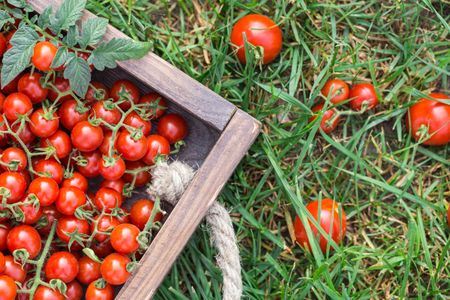 Harvest of Cherry Tomatoes — 500-piece jigsaw puzzle