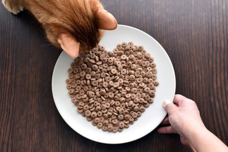 Heartfelt Cat Snack — 500-piece jigsaw puzzle