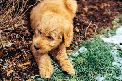 Curious Puppy Adventure — 400-piece jigsaw puzzle