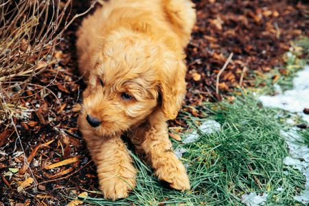 Curious Puppy Adventure — 400-piece jigsaw puzzle