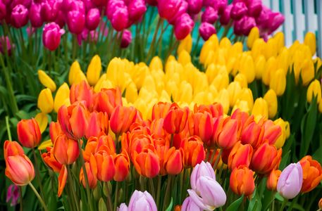 Vibrant Tulip Garden — 100-piece jigsaw puzzle