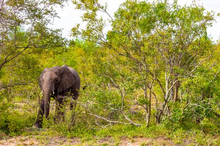 Elephant in Forest — 64-piece jigsaw puzzle