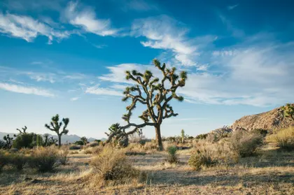 Desert Serenity — 300-piece jigsaw puzzle