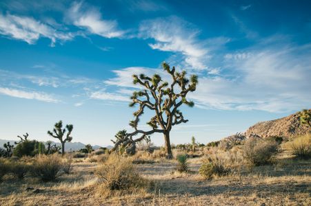 Desert Serenity — 300-piece jigsaw puzzle