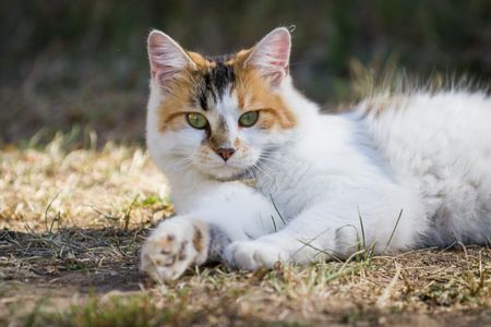 Graceful Feline Comfort — 150-piece jigsaw puzzle