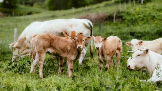Pastoral Calf Gathering — 300-piece jigsaw puzzle