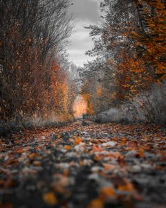 Autumn Pathway — 300-piece jigsaw puzzle