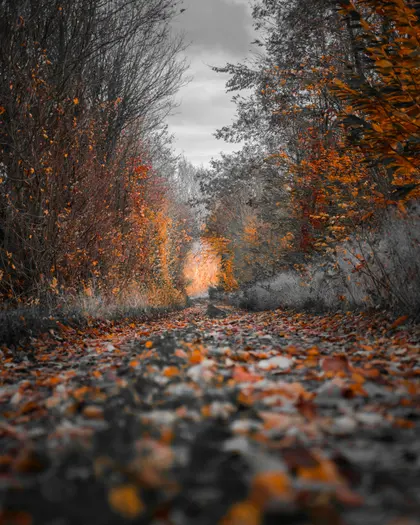 Autumn Pathway — 300-piece jigsaw puzzle