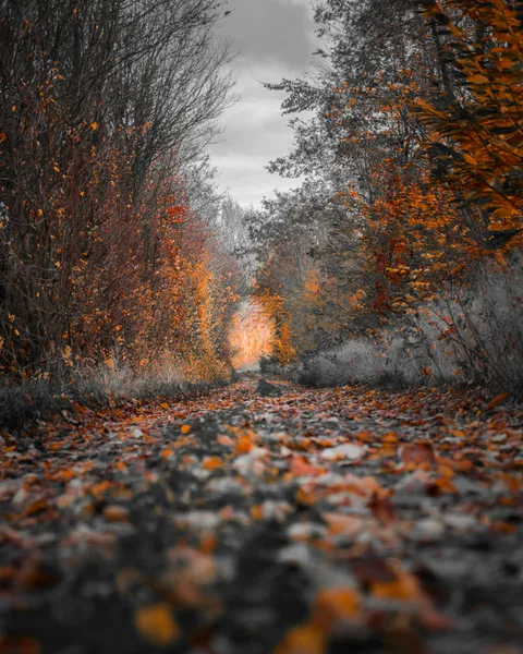 Autumn Pathway — 300-piece jigsaw puzzle