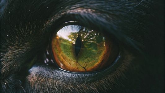 Mystic Gaze — 500-piece jigsaw puzzle