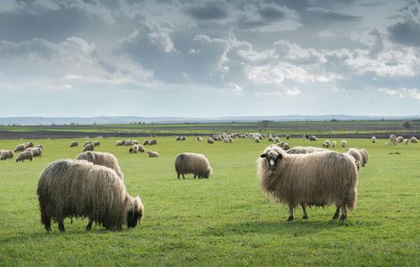 Sheep on Open Pasture — 300-piece jigsaw puzzle