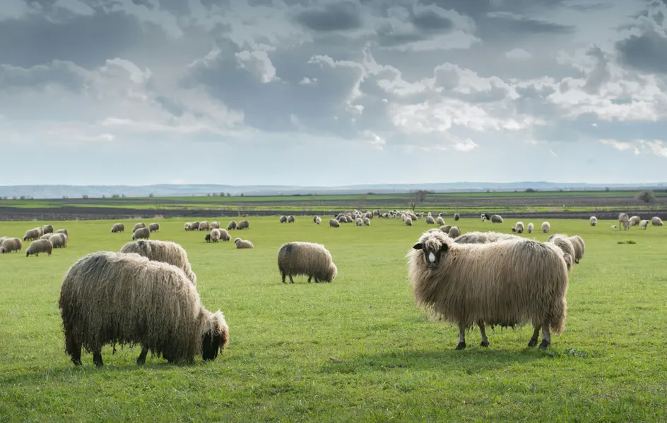 Sheep on Open Pasture — 300-piece jigsaw puzzle