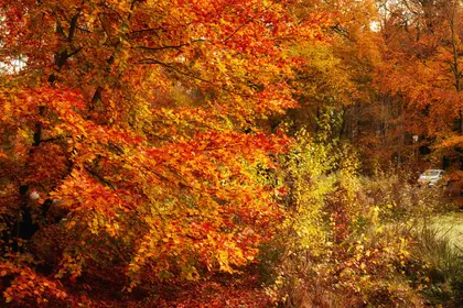 Vibrant Autumn Leaves — 300-piece jigsaw puzzle