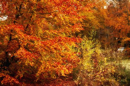 Vibrant Autumn Leaves — 300-piece jigsaw puzzle