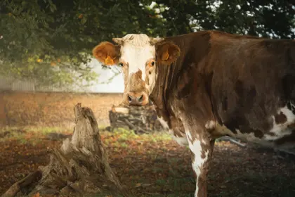 Curious Farm Cow — 200-piece jigsaw puzzle