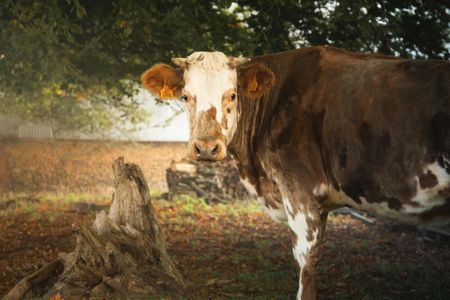 Curious Farm Cow — 200-piece jigsaw puzzle