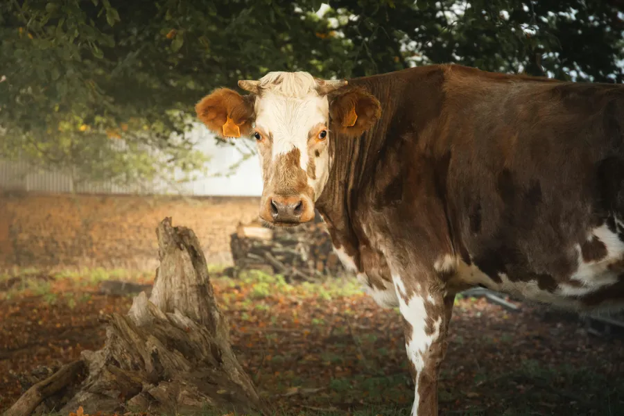 Curious Farm Cow — 200-piece jigsaw puzzle