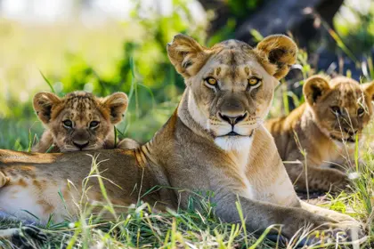 Lion Family Serenity — 100-piece jigsaw puzzle