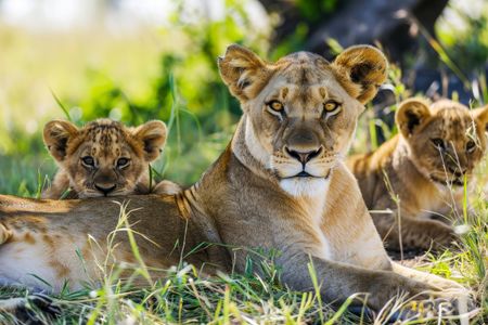 Lion Family Serenity — 100-piece jigsaw puzzle