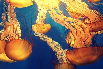 Graceful Jellyfish Dance — 150-piece jigsaw puzzle