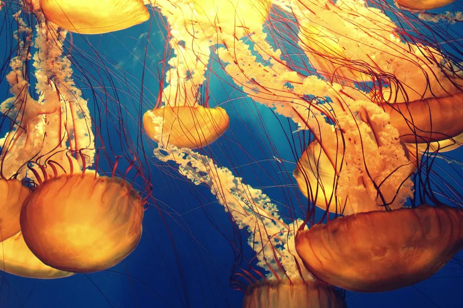 Graceful Jellyfish Dance — 150-piece jigsaw puzzle