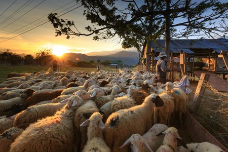 Sunset Shepherding Scene — 400-piece jigsaw puzzle