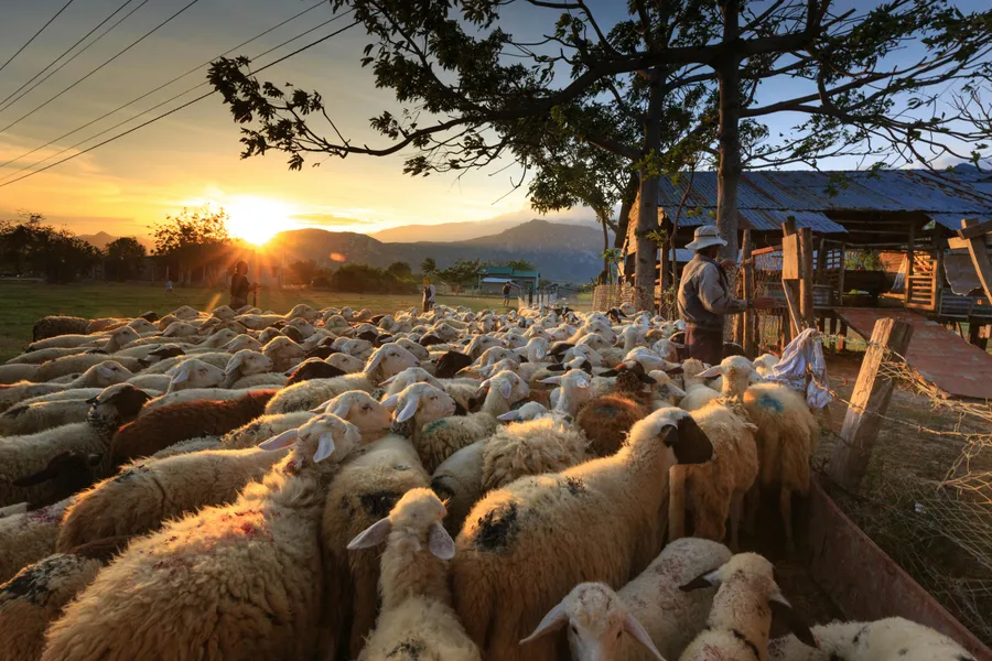 Sunset Shepherding Scene — 400-piece jigsaw puzzle
