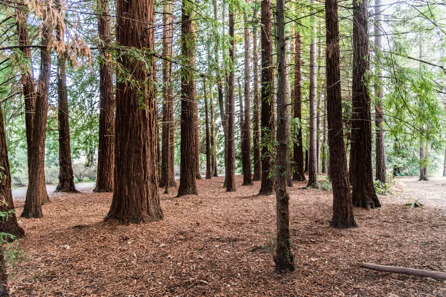 Serenity in Redwoods — 300-piece jigsaw puzzle