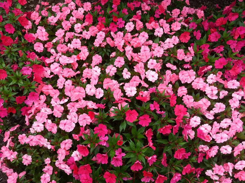 Blossoming Pink Carpet — 300-piece jigsaw puzzle