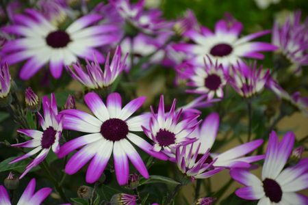 Vibrant Purple Daisies — 300-piece jigsaw puzzle